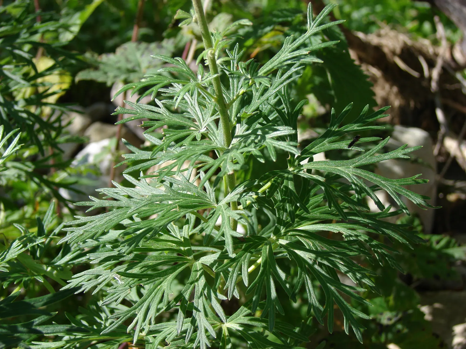 Monkshood (Aconitum Napellus) — Flowering midsummer to early fall, this perennial offers a stately presence; perennial with blue and white blooms, image 82