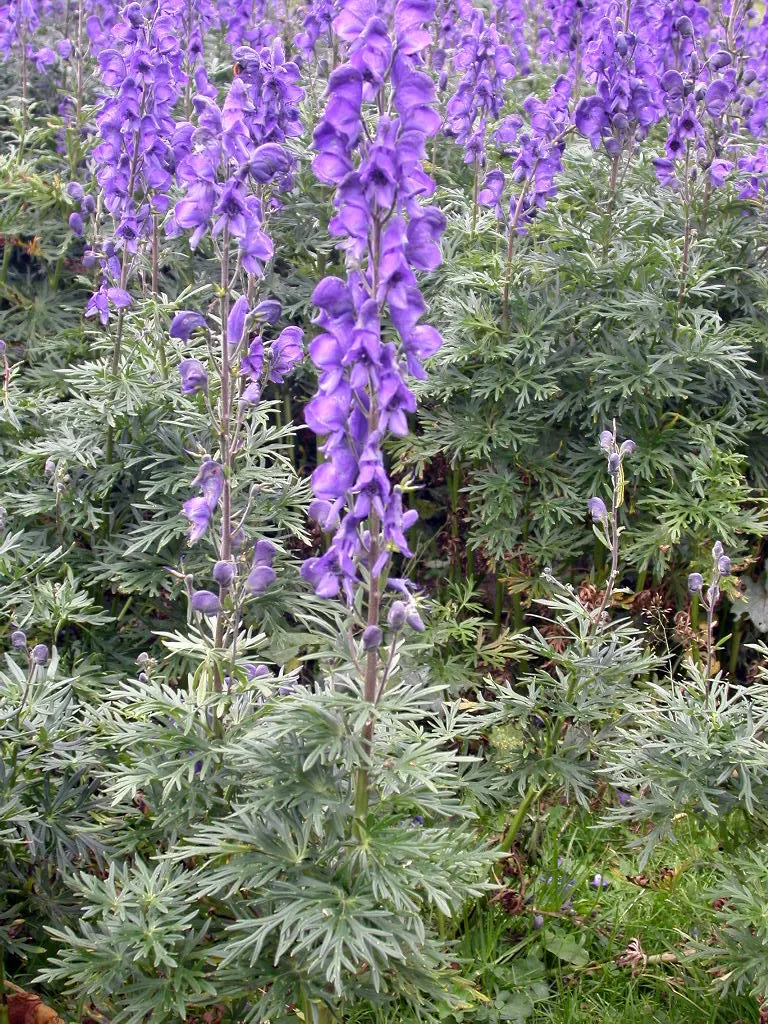 Monkshood (Aconitum Napellus) — as long as they are moist and well-draining.<br><br>Blooming from mid to late summer; perennial for full or half, image 123