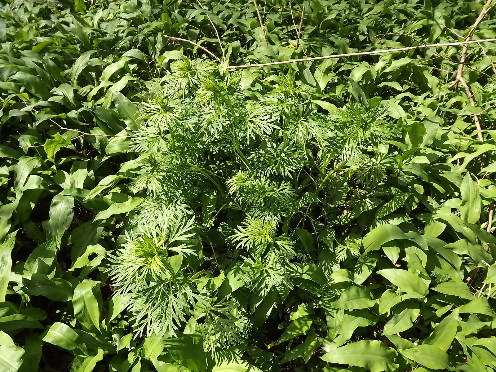 Monkshood (Aconitum Napellus) — perennial with blue and white blooms; thus it should be placed with caution, image 103