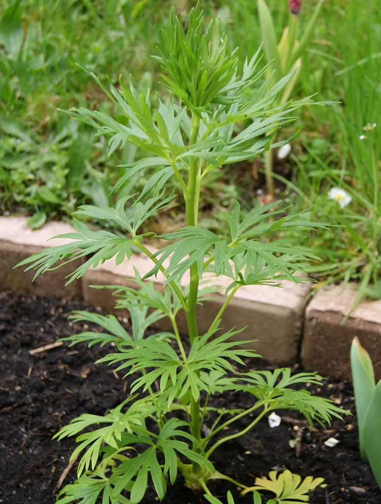 Monkshood (Aconitum Napellus) — reaches up to 4 feet tall; thriving in USDA Hardiness Zones 3 to 7, image 106