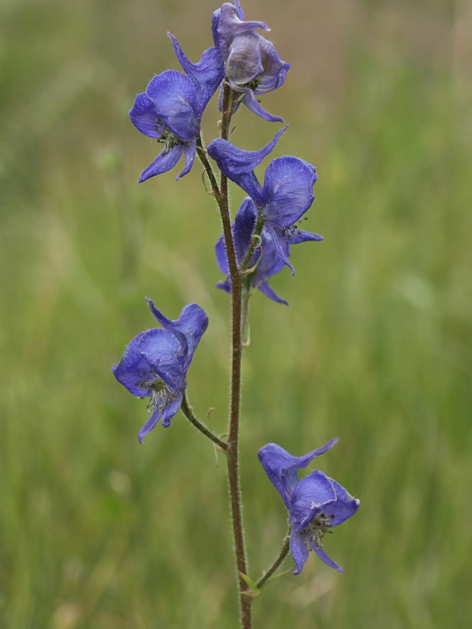 Monkshood (Aconitum Napellus) — which will help in preventing powdery mildew; reaches up to 4 feet tall, image 75