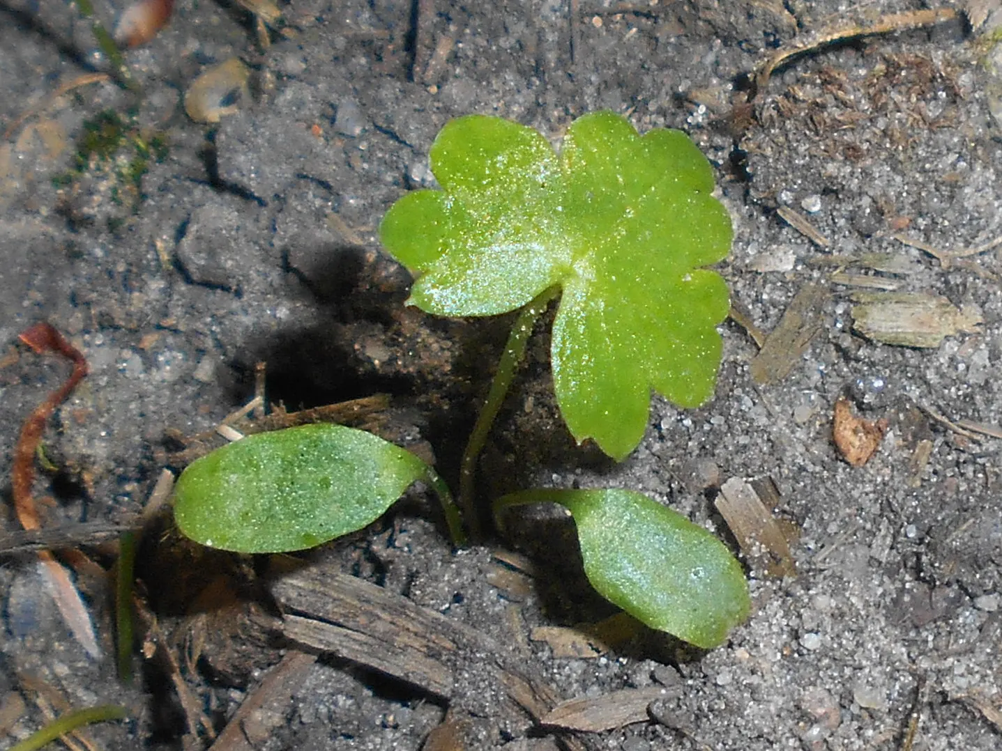 Monkshood (Aconitum Napellus) — away from areas frequented by pets or children; this plant demands attention in any garden with its bold blooms and, image 147