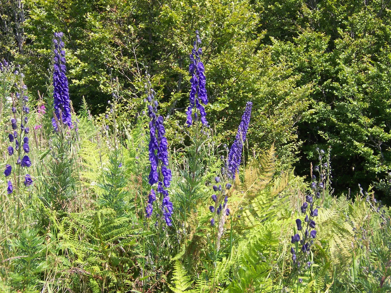 Monkshood (Aconitum Napellus) — Every part of the plant is poisonous if ingested; blue and white flowers in the garden, image 145