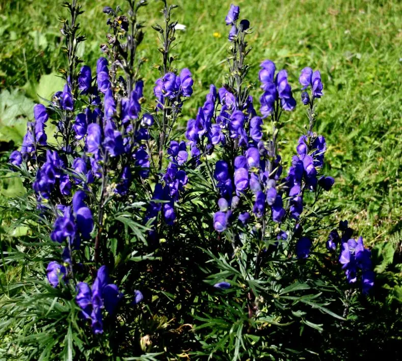 Monkshood (Aconitum Napellus) — Maintain a distance from edible plants and children's play areas