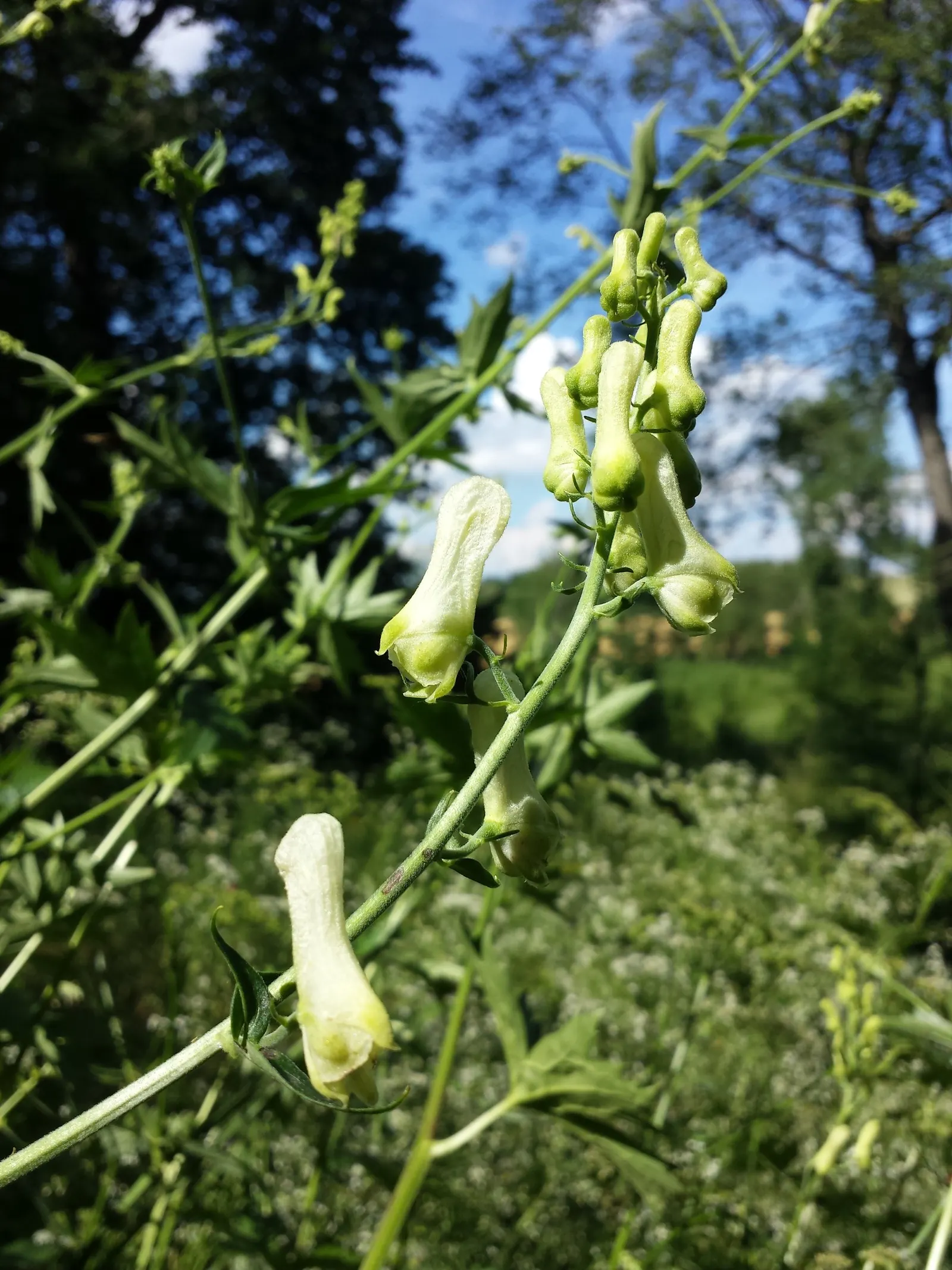 Monkshood (Aconitum Napellus) — Thriving in USDA Hardiness Zones 3 to 7; requiring minimal maintenance