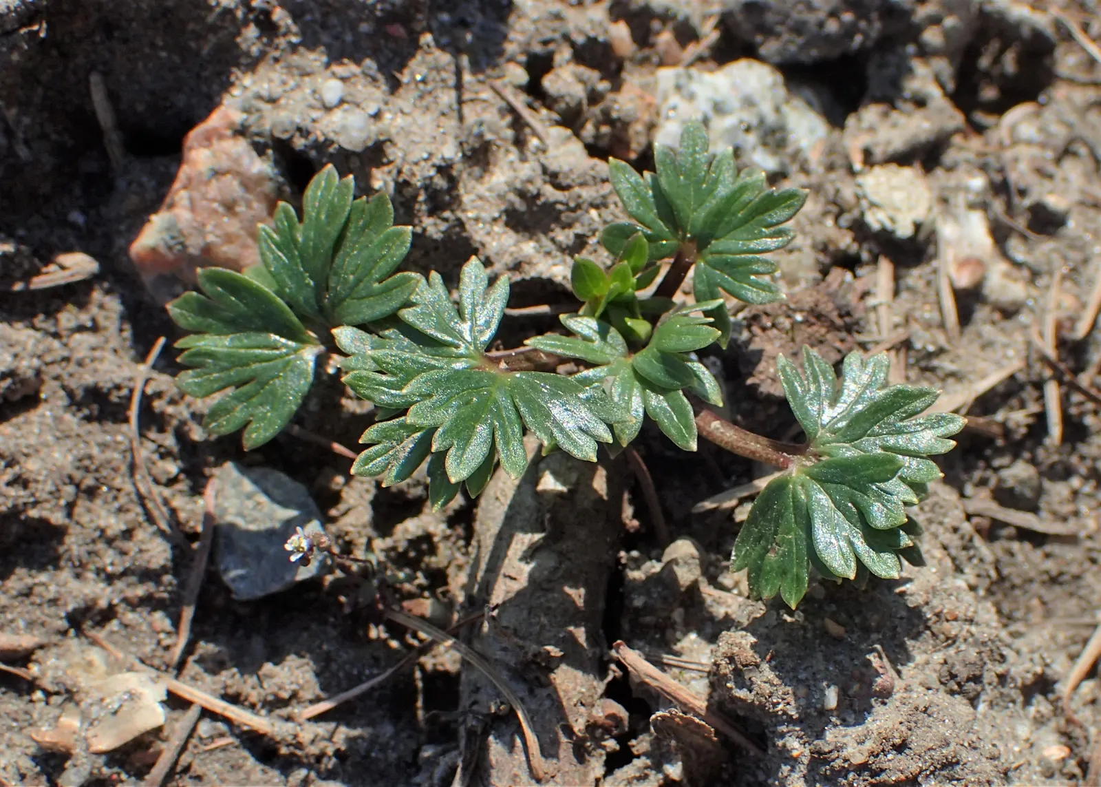 Monkshood (Aconitum Napellus) — perennial with blue and white blooms; thus it should be placed with caution, image 77