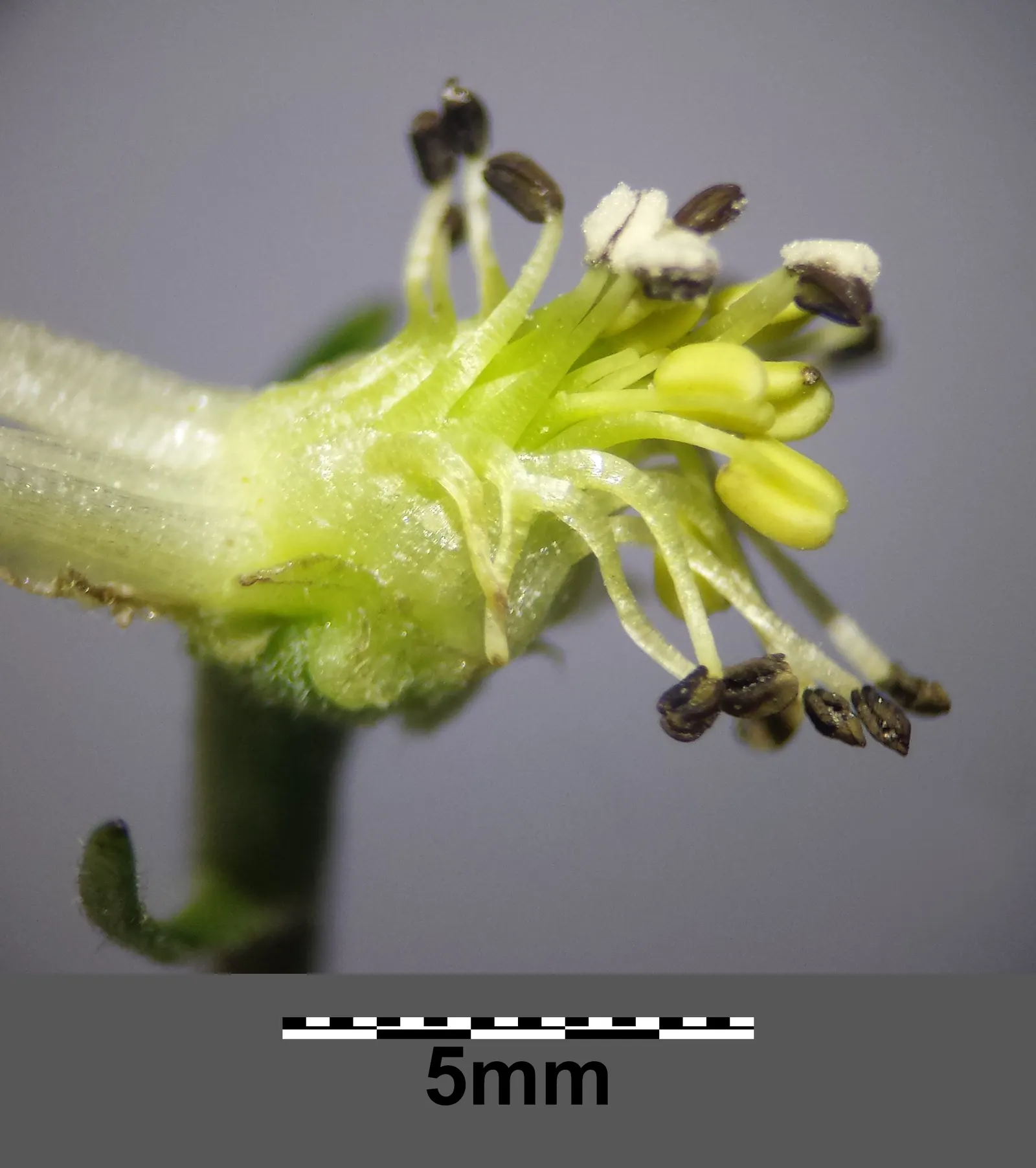 Monkshood (Aconitum Napellus) — Maintain a distance from edible plants and children's play areas; or behind shorter plants that contrast its deep, image 137