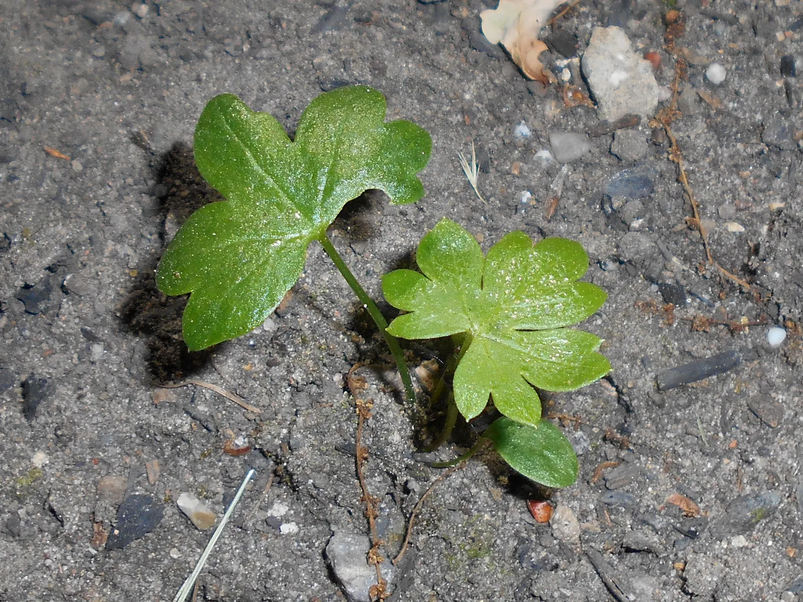 Monkshood (Aconitum Napellus) — away from areas frequented by pets or children