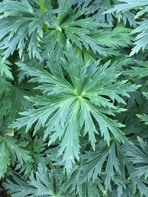 Monkshood (Aconitum Napellus) — this plant demands attention in any garden with its bold blooms and impressive height; thriving in USDA Zones 3-7, image 64