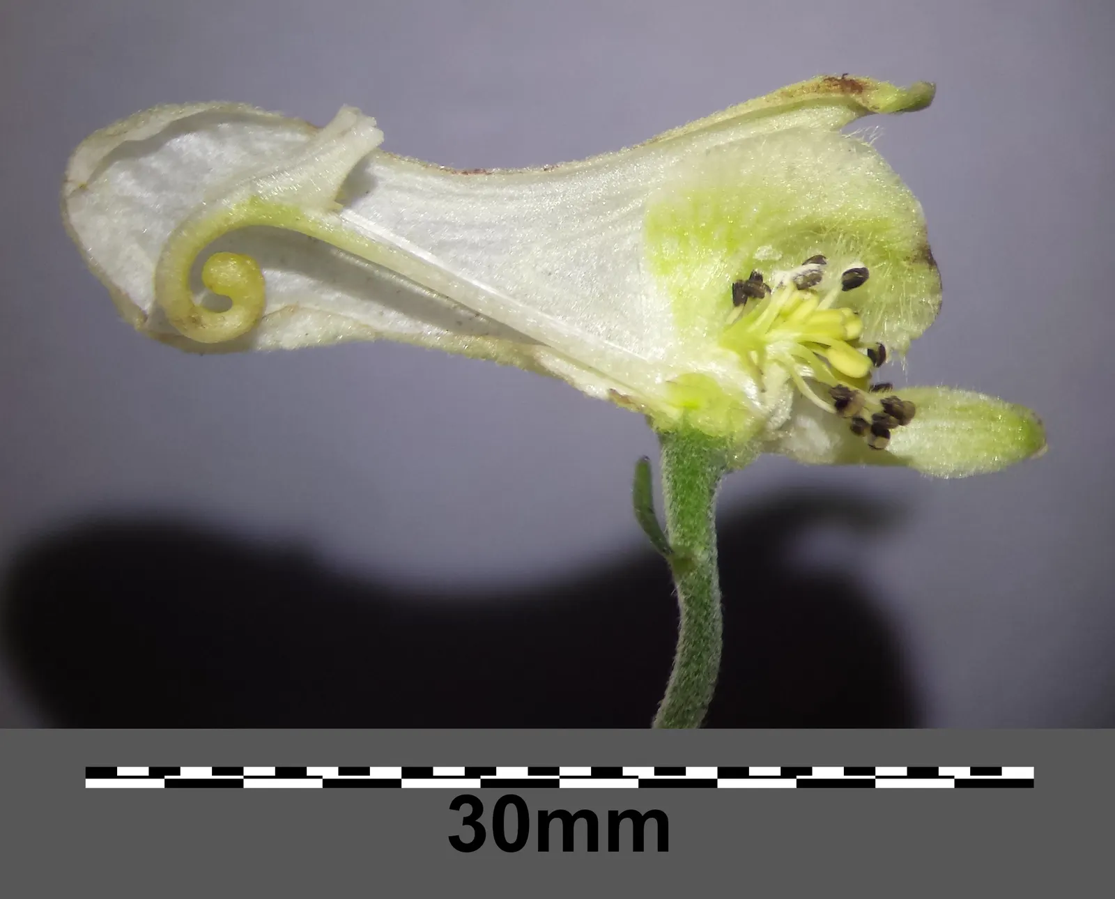 Monkshood (Aconitum Napellus) — Exercise caution: all parts are highly toxic if ingested; ideal for adding vertical interest in woodland gardens or, image 109
