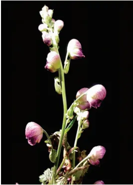 Monkshood (Aconitum Napellus) — reminiscent of the hoods worn by medieval monks - hence its common name; every part of the plant is poisonous if, image 62