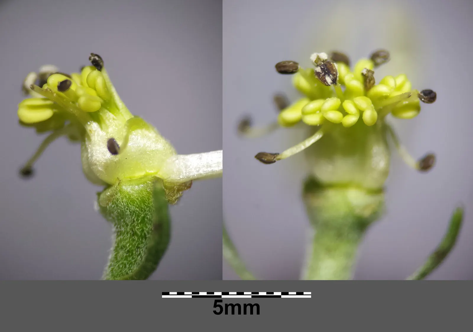 Monkshood (Aconitum Napellus) — thus it should be placed with caution