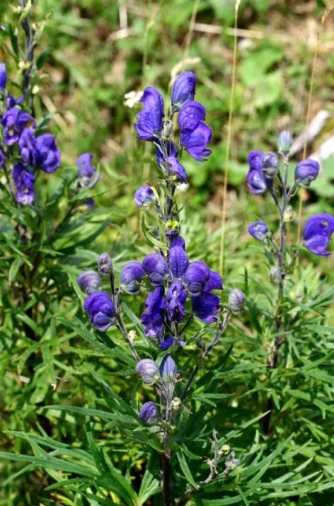 Monkshood (Aconitum Napellus) — Ideal for adding vertical interest in woodland gardens or border backdrops; reaching from 2 to 4 feet, image 84