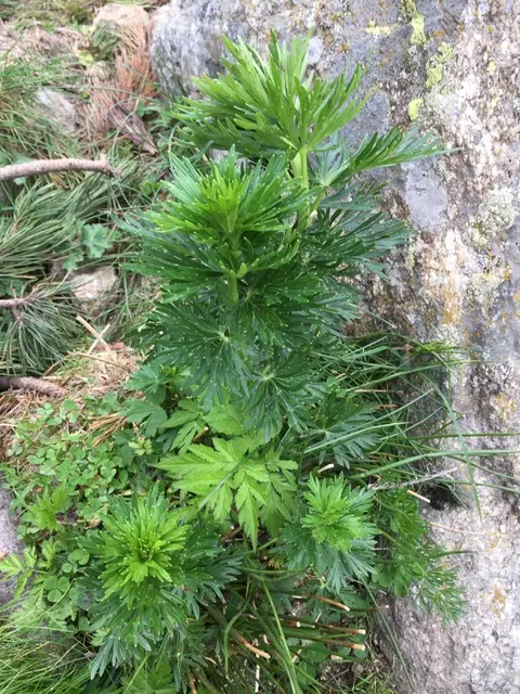 Monkshood (Aconitum Napellus) — scientifically known as Aconitum napellus; prized for deep blue-violet flowers resembling medieval hoods, image 112
