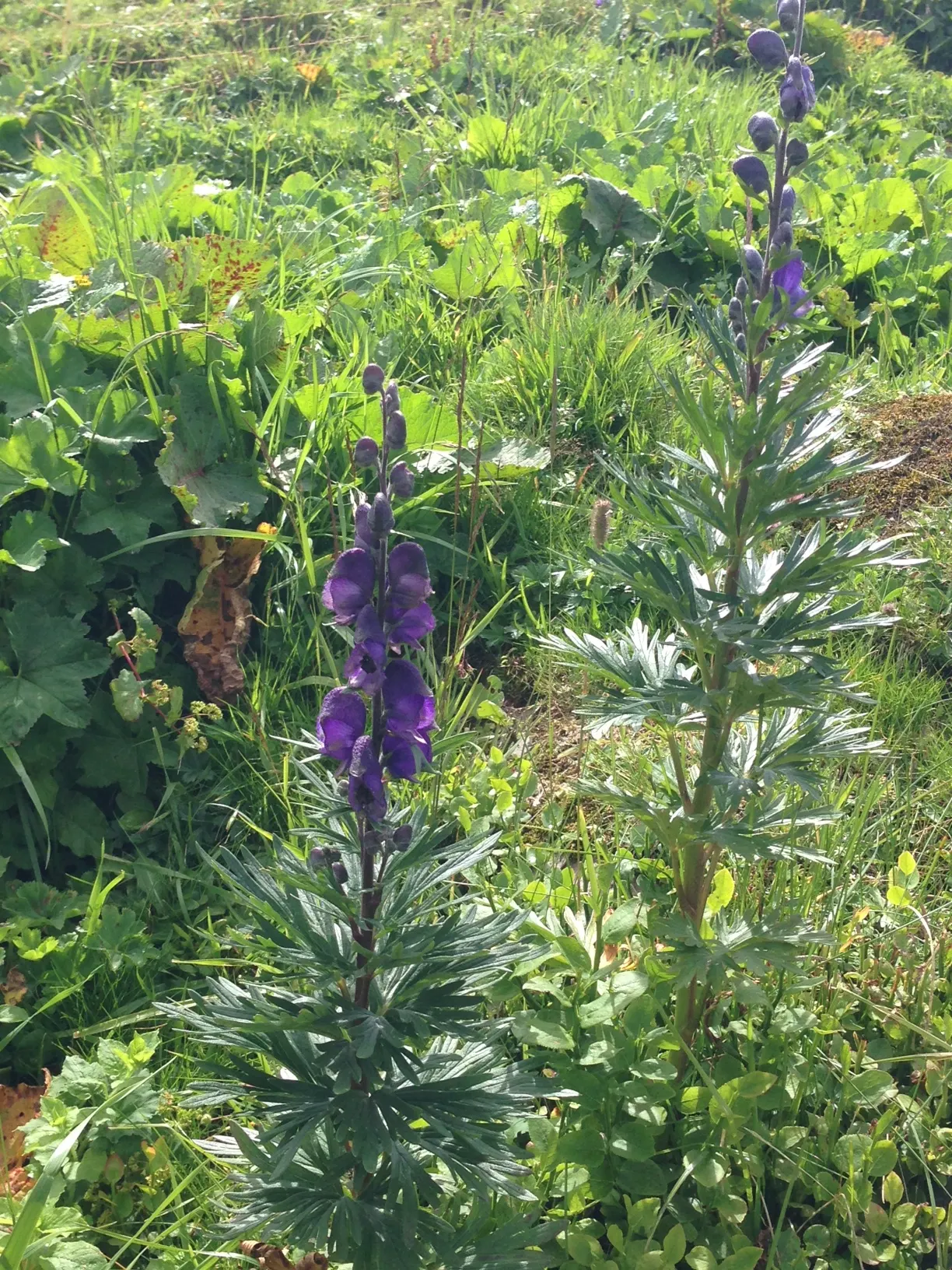 Monkshood (Aconitum Napellus) — which will help in preventing powdery mildew