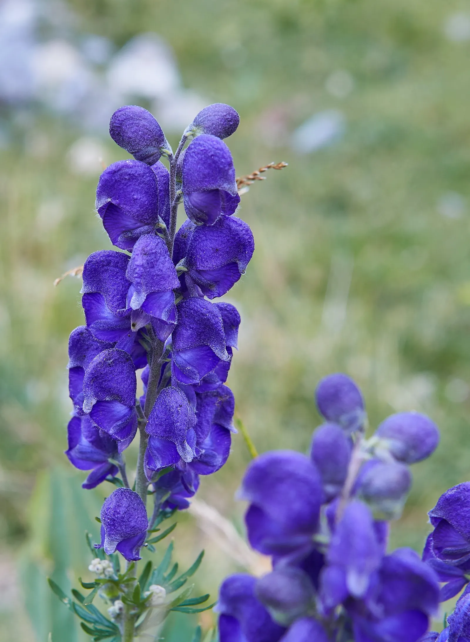 Monkshood (Aconitum Napellus) — Maintain a distance from edible plants and children's play areas; or behind shorter plants that contrast its deep, image 85