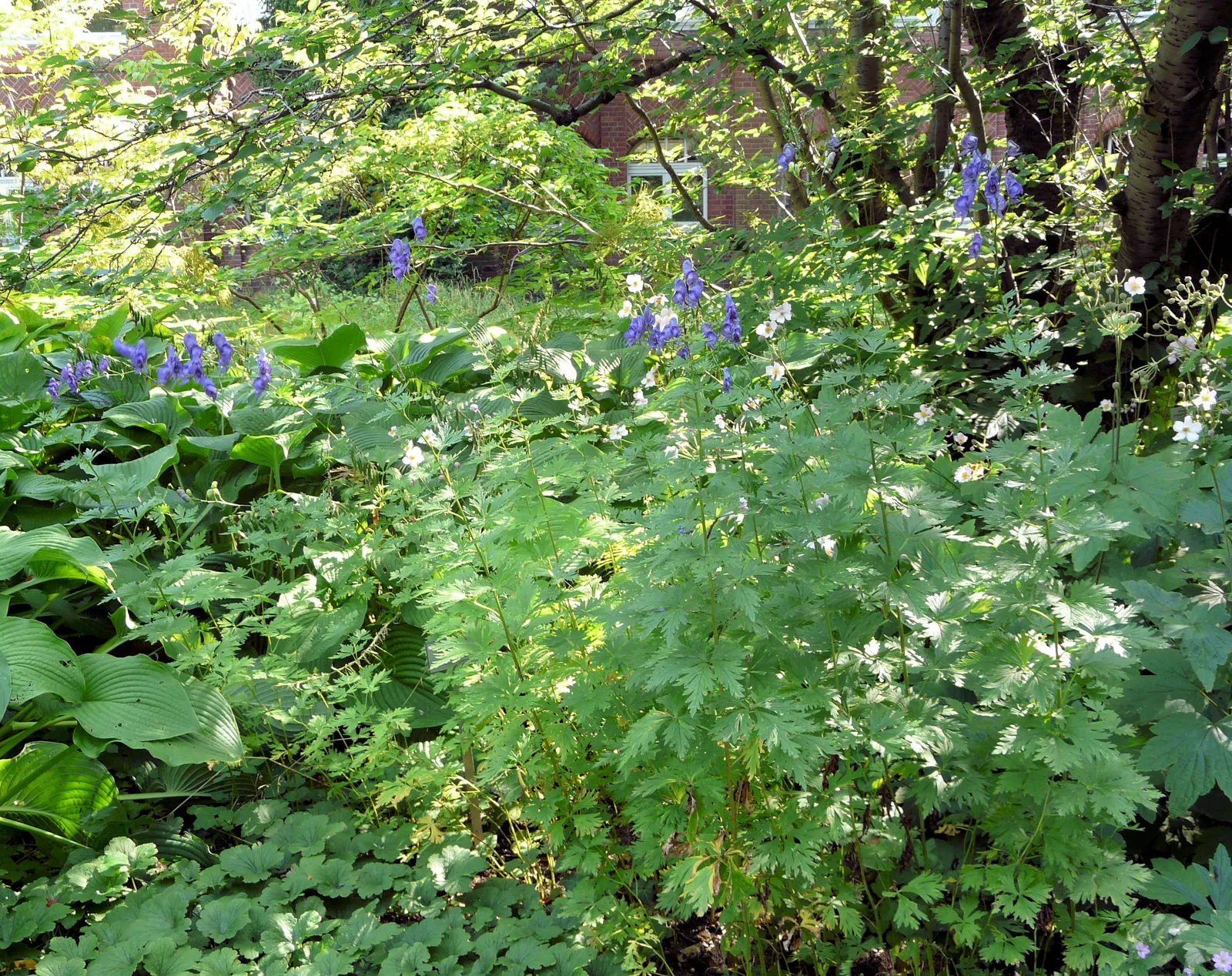 Monkshood (Aconitum Napellus) — is a striking perennial that offers distinct deep purple