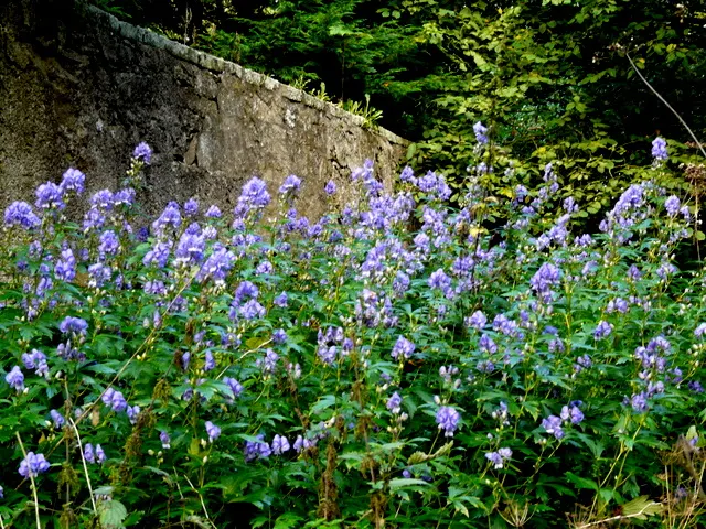 Monkshood (Aconitum Napellus) — blue and white flowers in the garden; is a striking perennial that offers distinct deep purple, image 102
