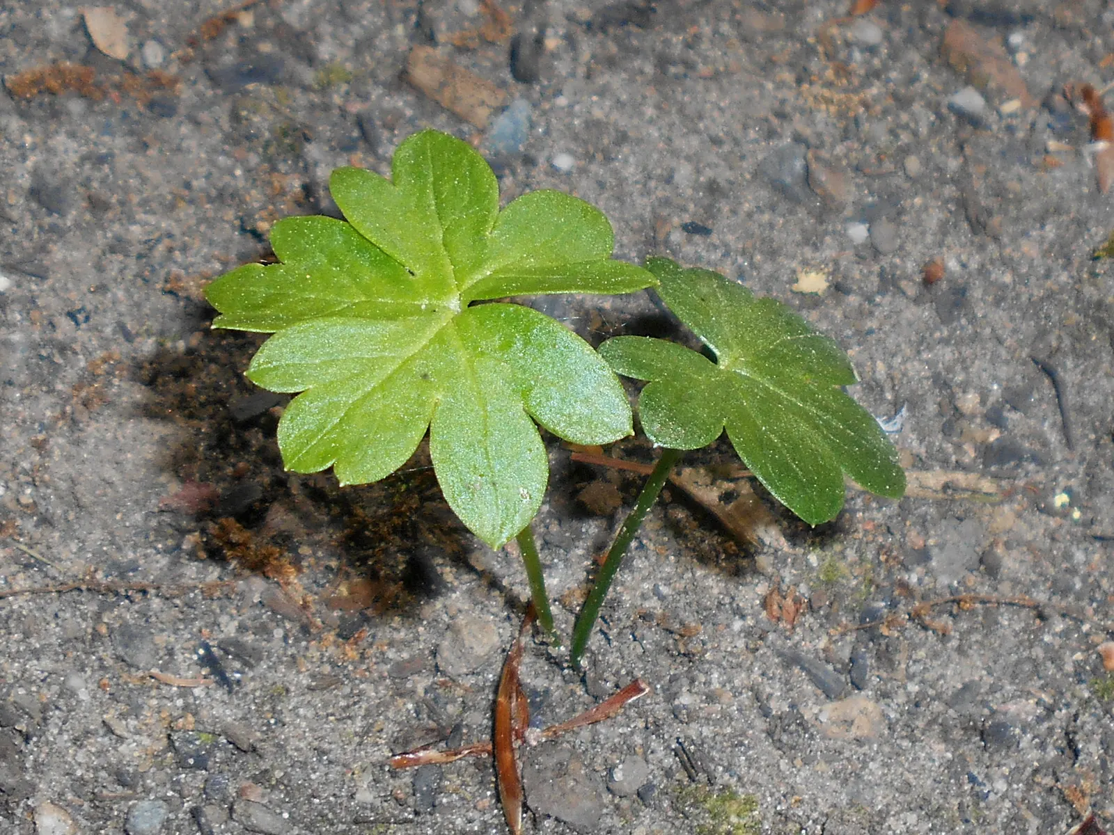 Monkshood (Aconitum Napellus) — Thriving in USDA Hardiness Zones 3 to 7; requiring minimal maintenance, image 141