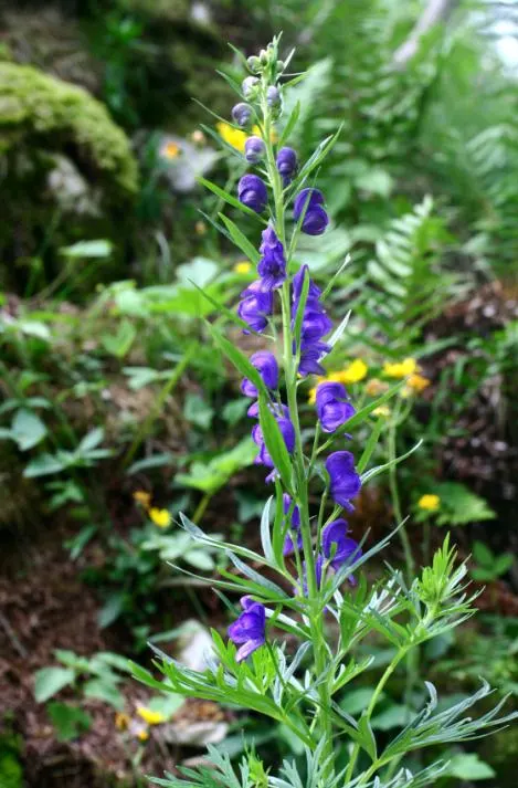 Monkshood (Aconitum Napellus) — It prefers part to full shade and does well in a range of soil types; as long as they are moist and, image 70