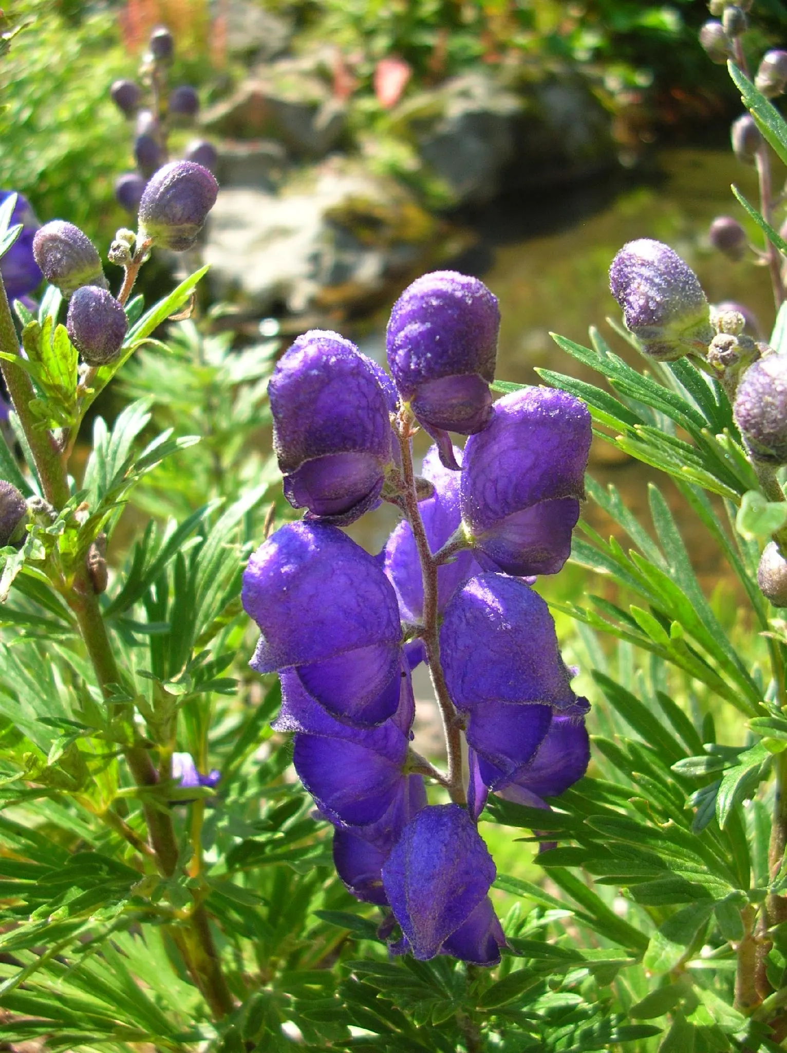 Monkshood (Aconitum Napellus) — Flowering midsummer to early fall, this perennial offers a stately presence; perennial with blue and white blooms, image 134