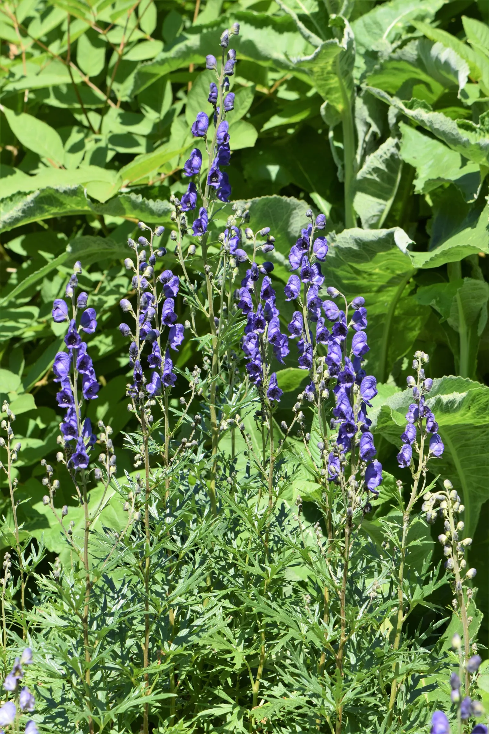 Monkshood (Aconitum Napellus) — reaching from 2 to 4 feet tall.<br><br>When designing with Monkshood; reminiscent of the hoods worn by medieval, image 117