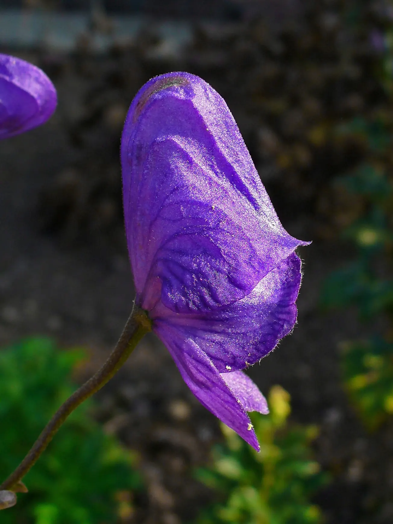 Monkshood (Aconitum Napellus) — This plant pairs well with ferns and astilbes, which complement its preferred conditions and flowering period; it is imperative