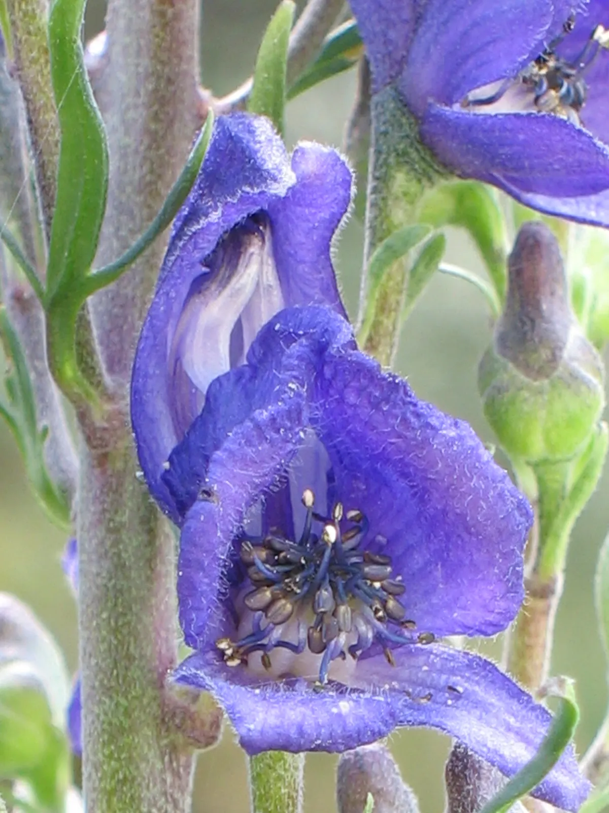 Monkshood (Aconitum Napellus) — Thriving in USDA Zones 3-7, it prefers partially shaded areas with well-drained, moist soil; it prefers part to, image 81