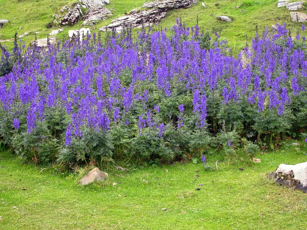 Monkshood (Aconitum Napellus) — reminiscent of the hoods worn by medieval monks - hence its common name
