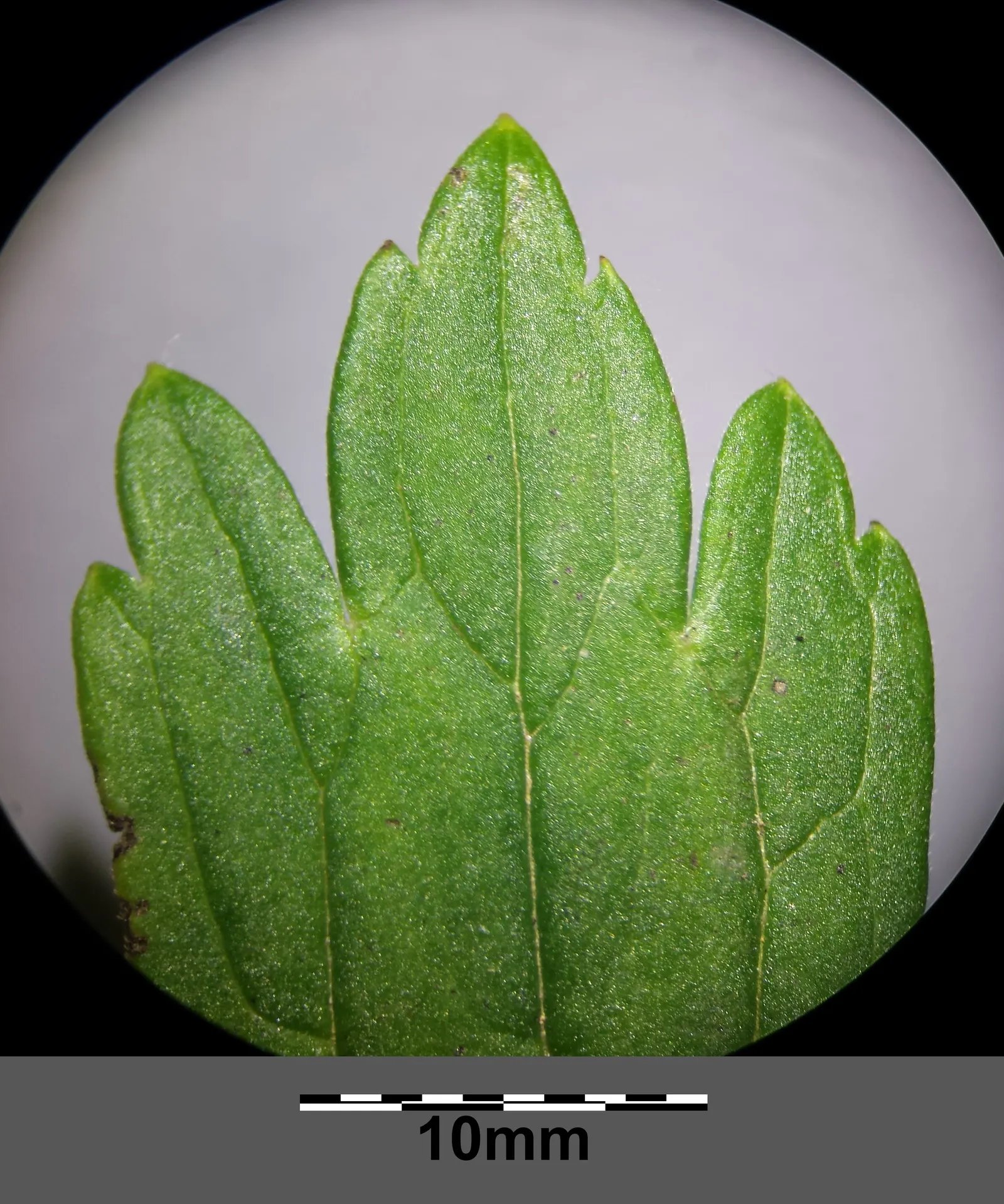 Monkshood (Aconitum Napellus) — thus it should be placed with caution; exercise caution: all parts are highly toxic if ingested, image 120