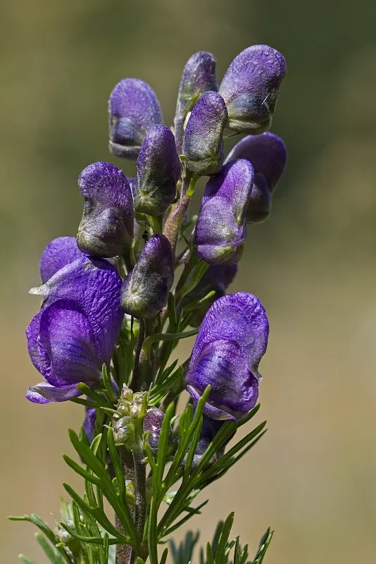 Monkshood (Aconitum Napellus) — this plant demands attention in any garden with its bold blooms and impressive height; thriving in USDA Zones 3-7, image 90
