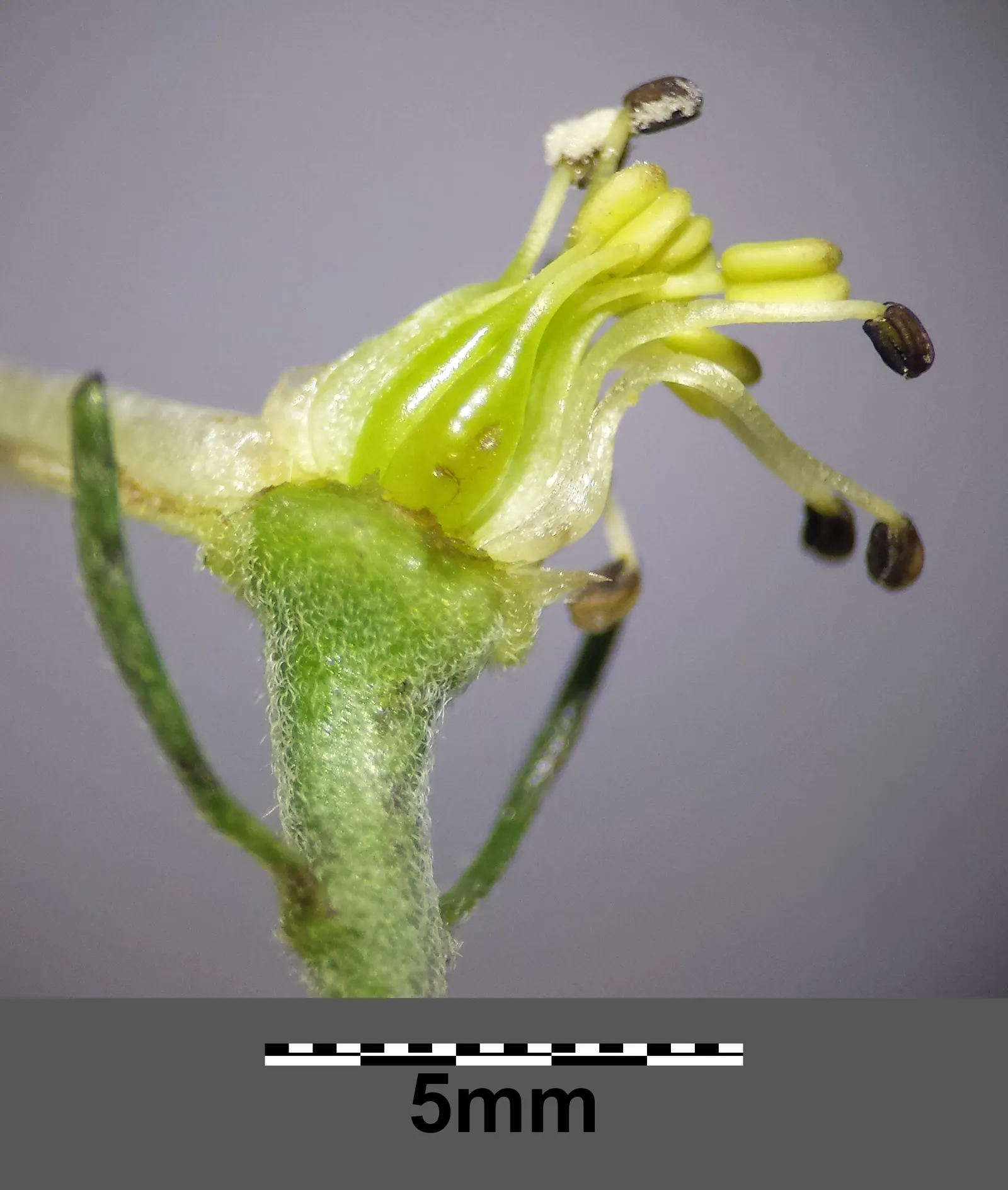 Monkshood (Aconitum Napellus) — as long as they are moist and well-draining.<br><br>Blooming from mid to late summer; perennial for full or half, image 97
