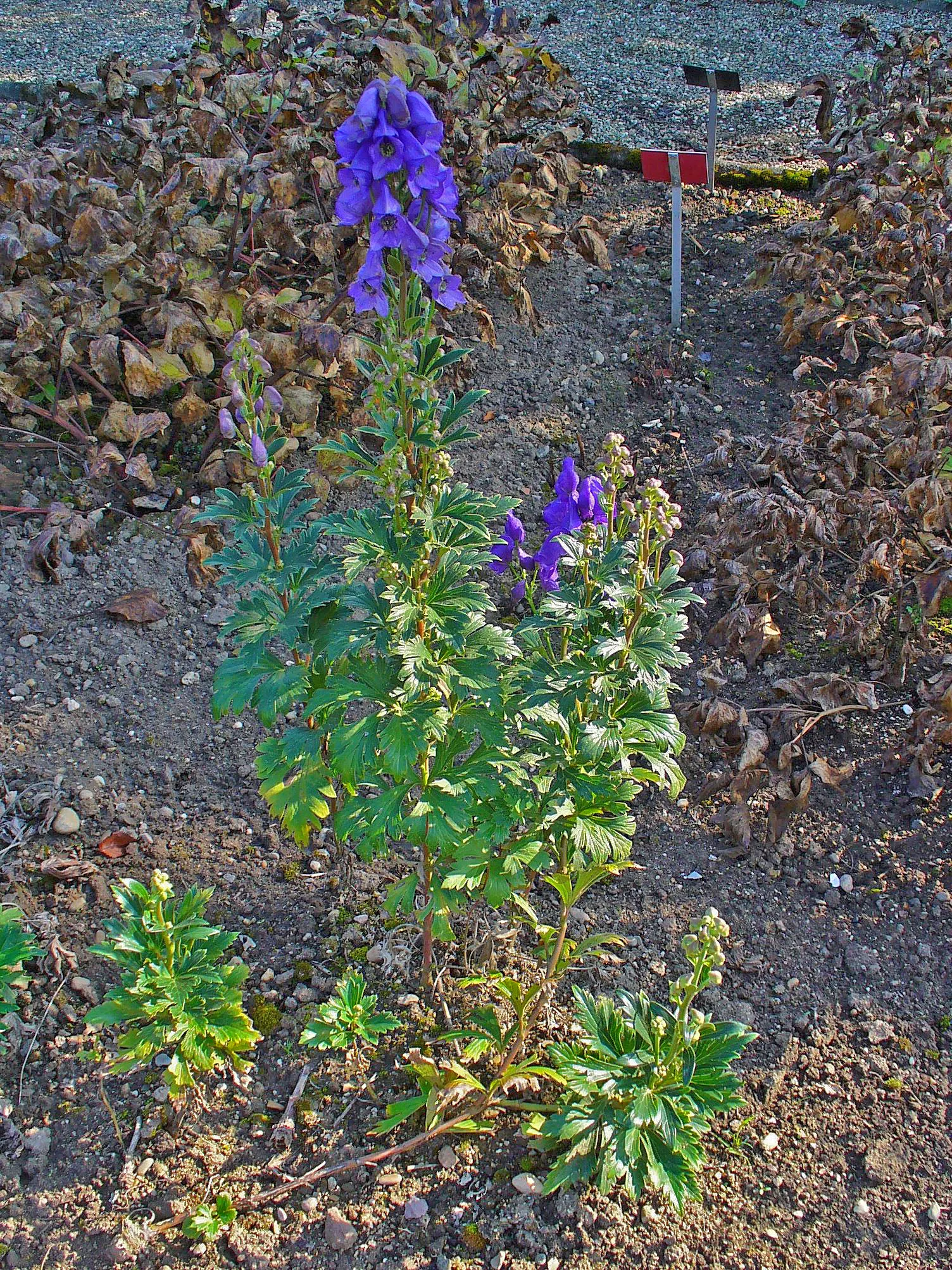 Monkshood (Aconitum Napellus) — which will help in preventing powdery mildew; reaches up to 4 feet tall