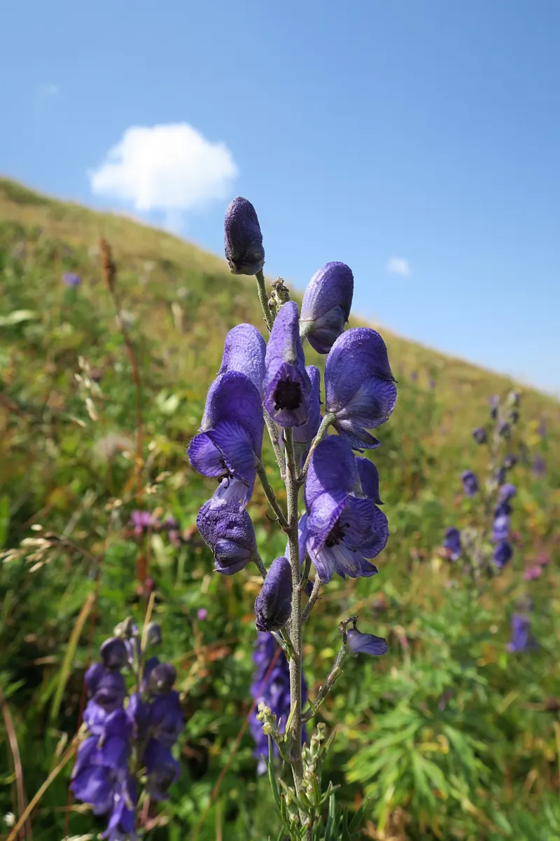 Monkshood (Aconitum Napellus) — scientifically known as Aconitum napellus; prized for deep blue-violet flowers resembling medieval hoods