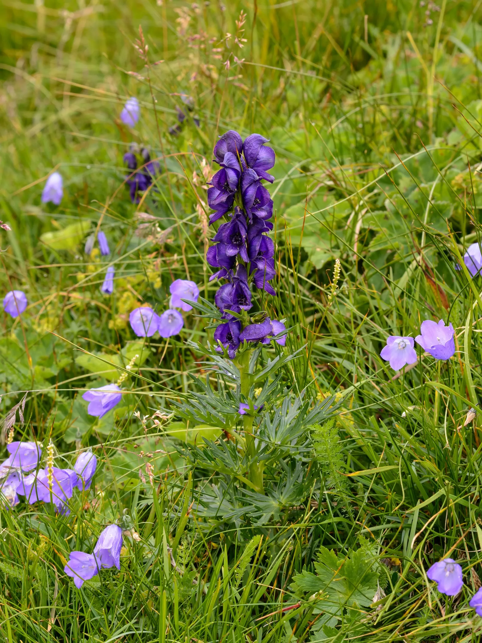 Monkshood (Aconitum Napellus) — reaches up to 4 feet tall; thriving in USDA Hardiness Zones 3 to 7, image 80