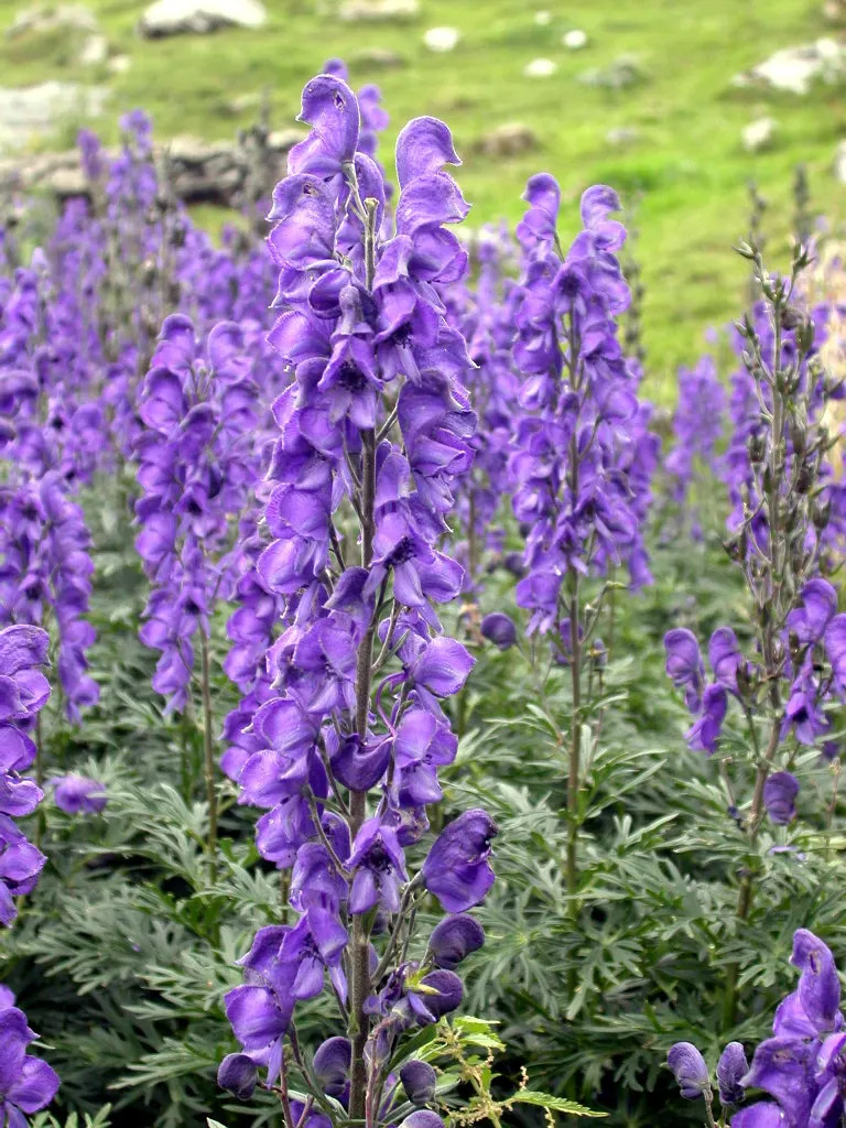 Monkshood (Aconitum Napellus) — Every part of the plant is poisonous if ingested; blue and white flowers in the garden, image 67