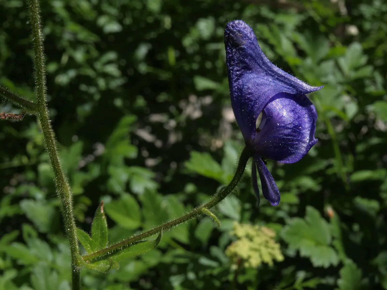Monkshood (Aconitum Napellus) — It prefers part to full shade and does well in a range of soil types