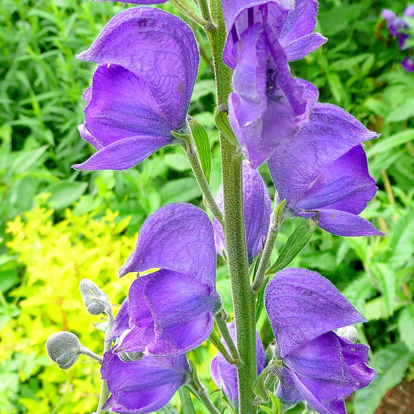 Monkshood (Aconitum Napellus) — thus it should be placed with caution; exercise caution: all parts are highly toxic if ingested, image 94