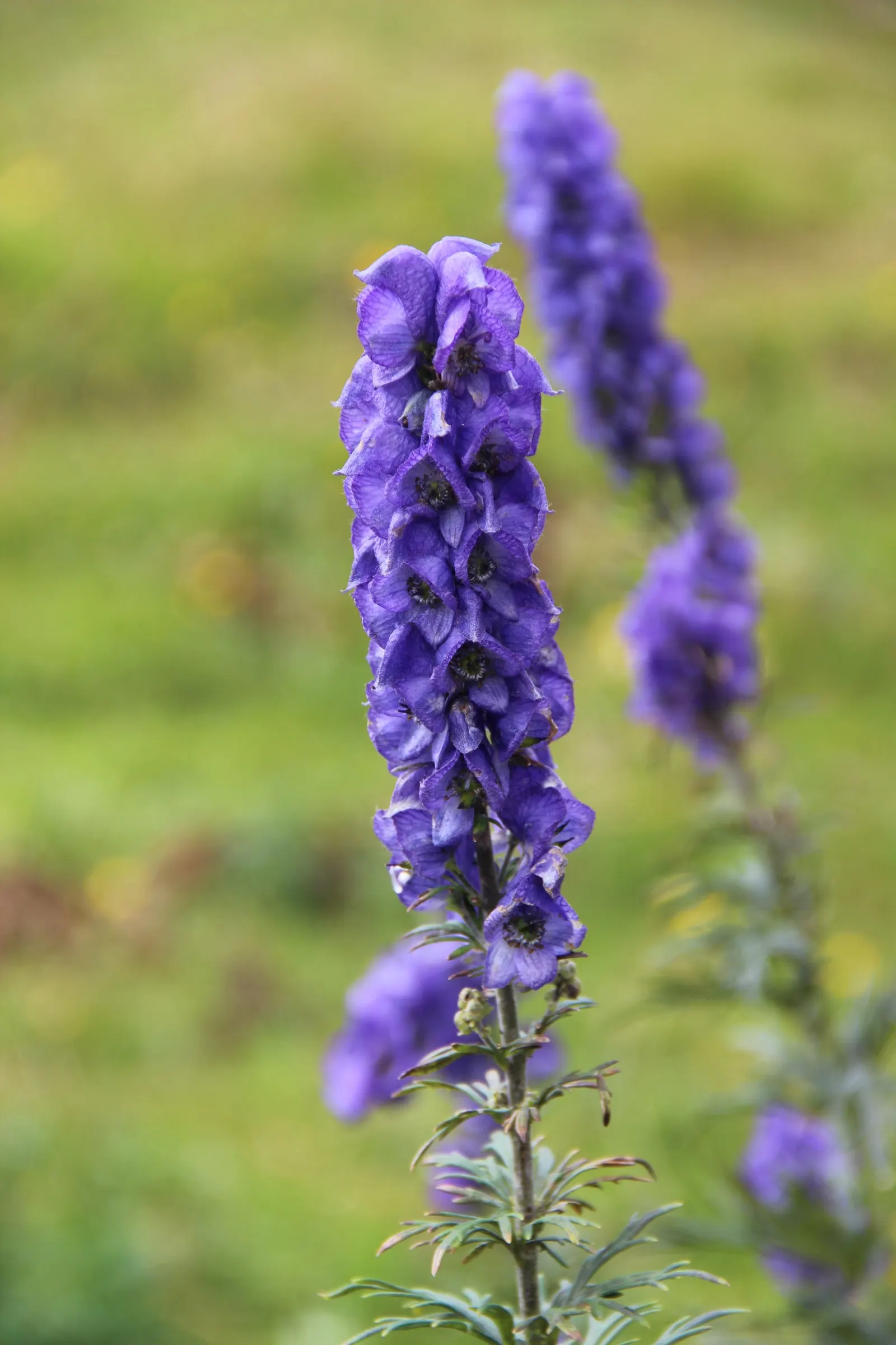 Monkshood (Aconitum Napellus) — blue and white flowers in the garden; is a striking perennial that offers distinct deep purple