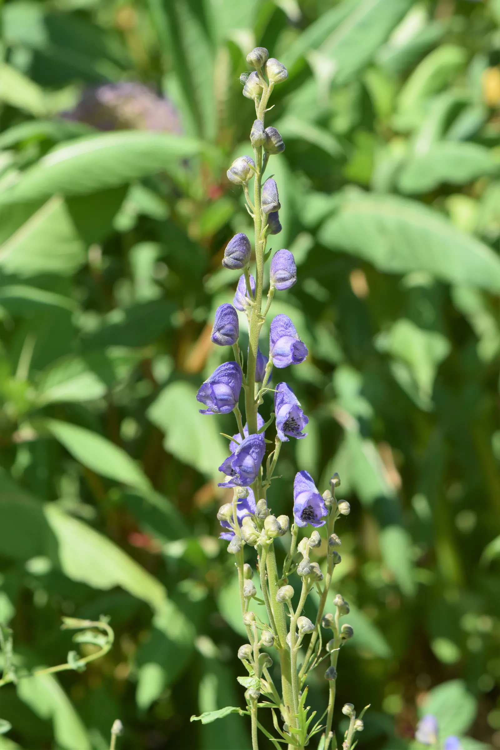 Monkshood (Aconitum Napellus) — Flowering midsummer to early fall, this perennial offers a stately presence; perennial with blue and white blooms, image 108