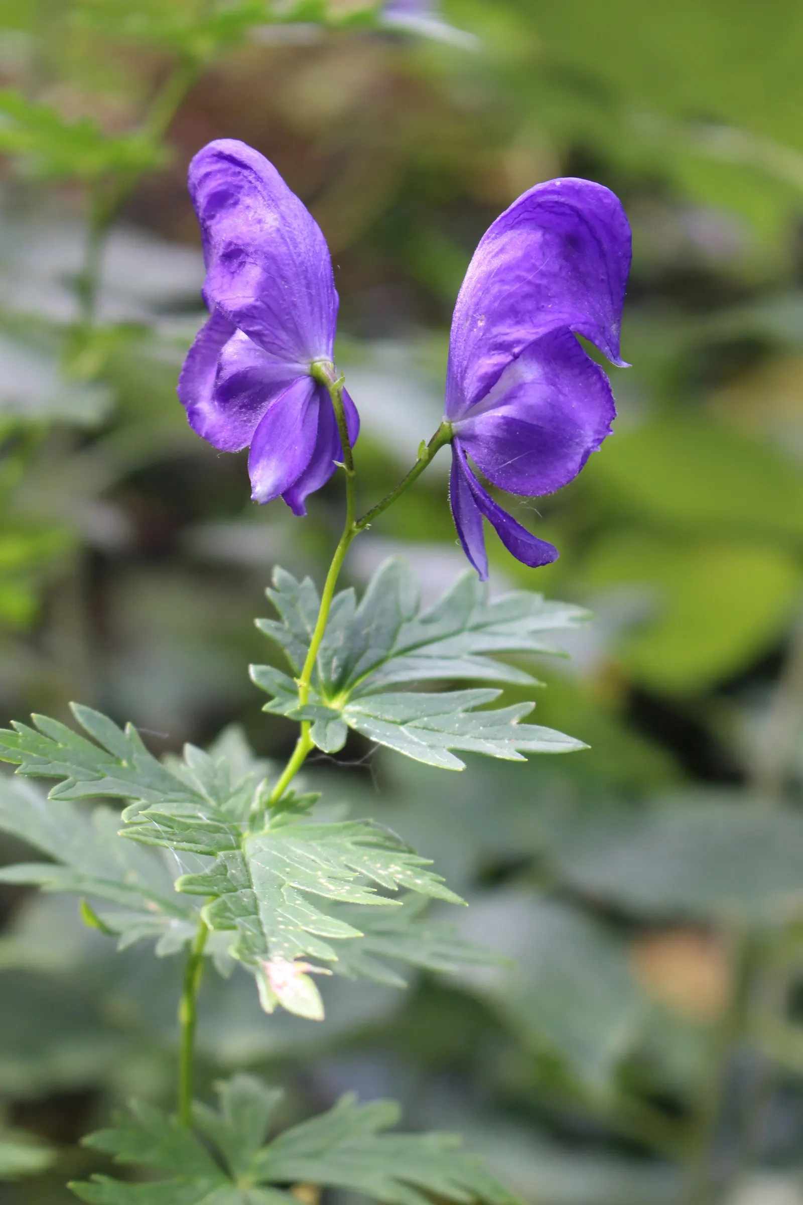 Monkshood (Aconitum Napellus) — blue and white flowers in the garden; is a striking perennial that offers distinct deep purple, image 128