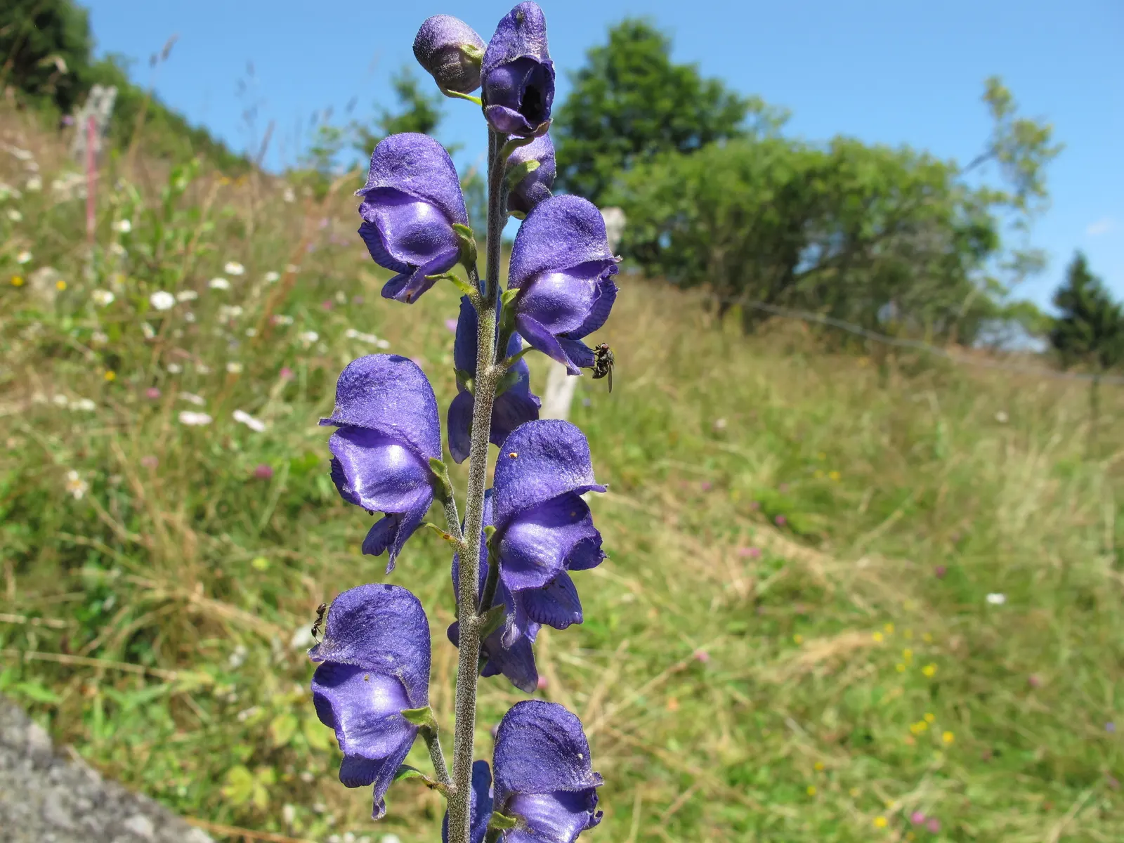Monkshood (Aconitum Napellus) — reminiscent of the hoods worn by medieval monks - hence its common name; every part of the plant is poisonous if, image 114