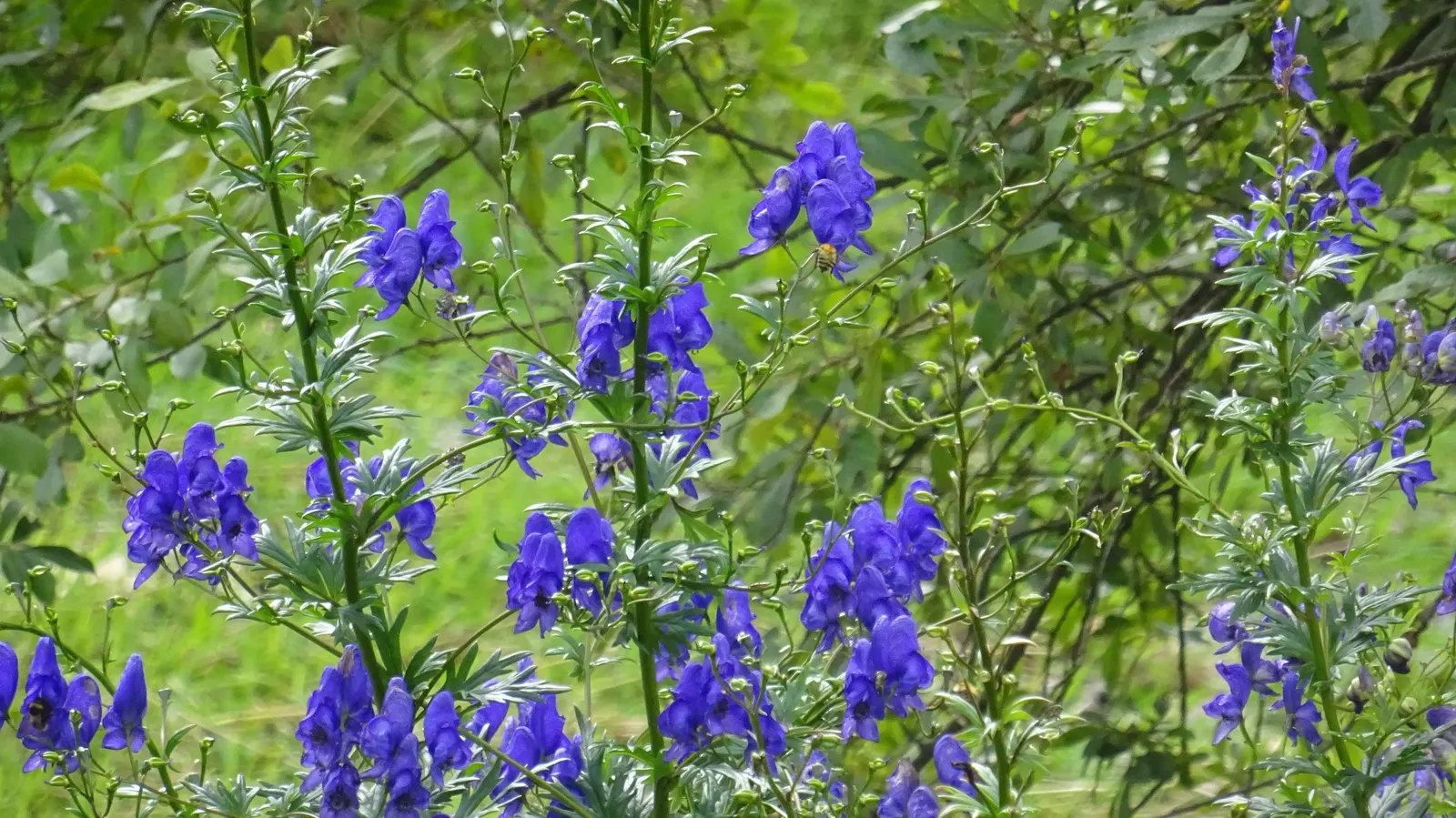 Monkshood (Aconitum Napellus) — Requiring minimal maintenance