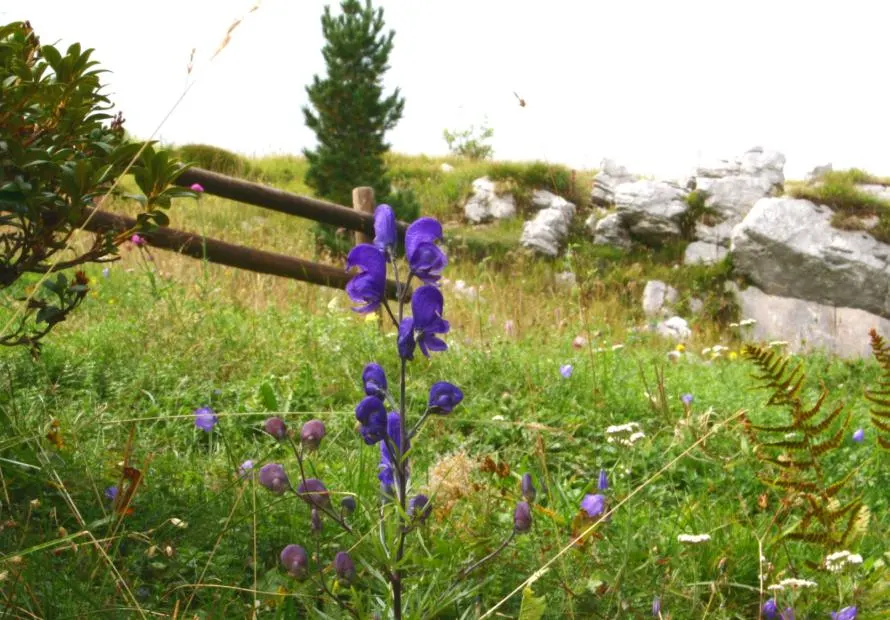 Monkshood (Aconitum Napellus) — it is imperative to recognize both its beauty and toxicity; away from areas frequented by pets or children, image 92