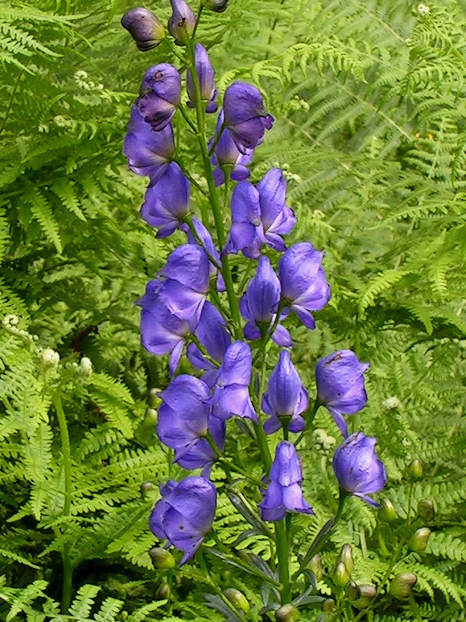 Monkshood (Aconitum Napellus) — Every part of the plant is poisonous if ingested; blue and white flowers in the garden