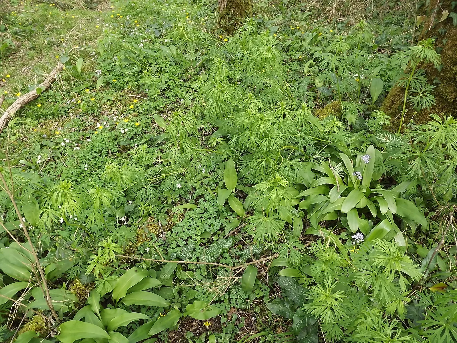 Monkshood (Aconitum Napellus) — perennial with blue and white blooms; thus it should be placed with caution, image 129