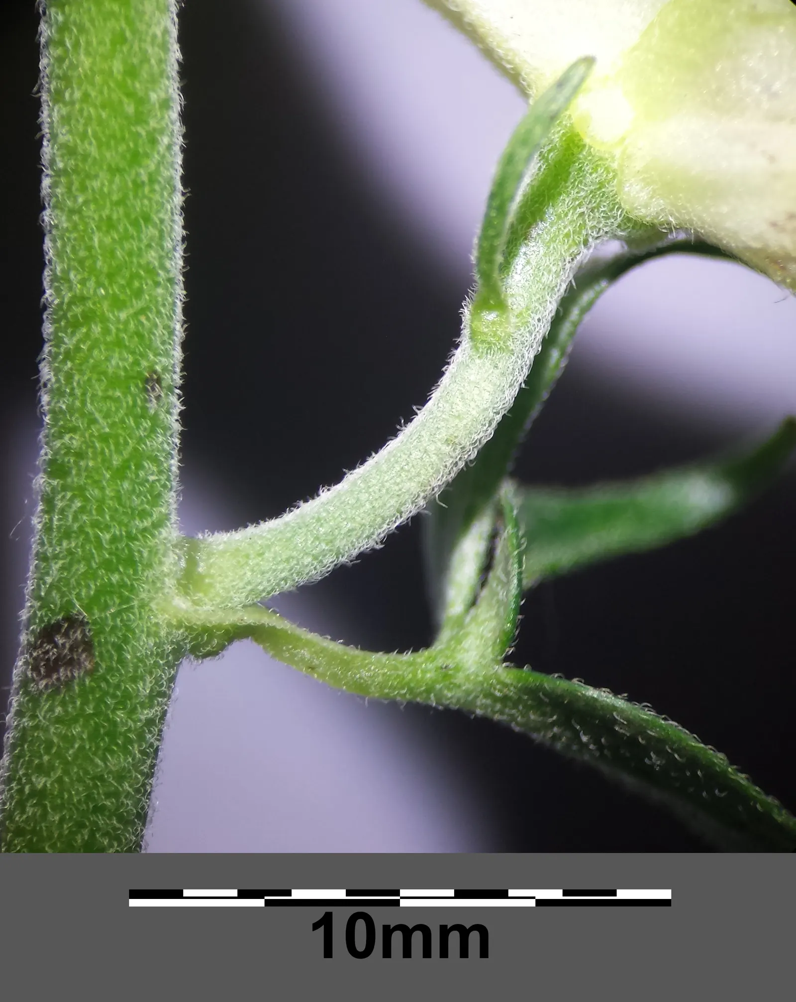 Monkshood (Aconitum Napellus) — scientifically known as Aconitum napellus