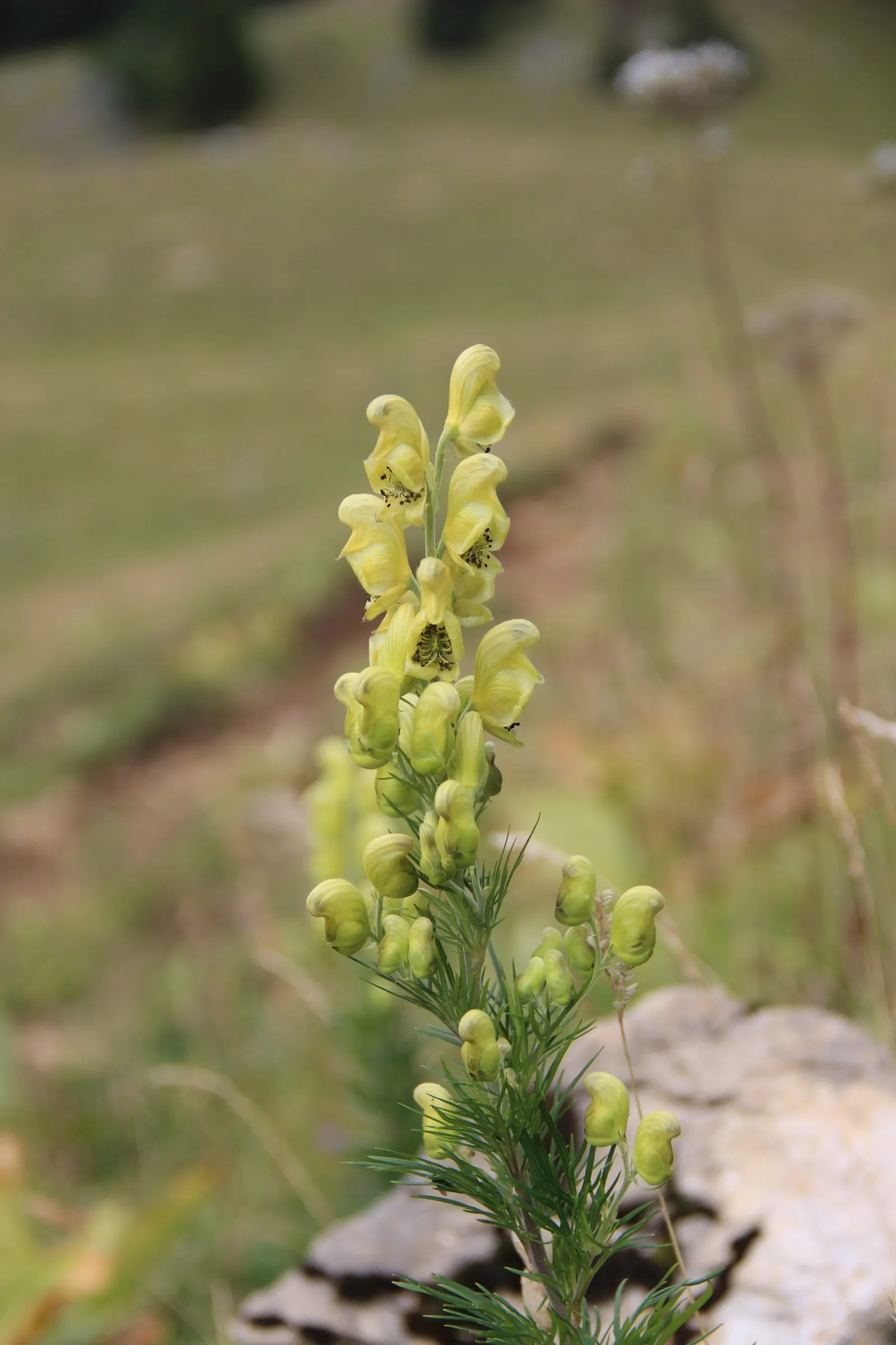 Monkshood (Aconitum Napellus) — it is imperative to recognize both its beauty and toxicity; away from areas frequented by pets or children, image 66