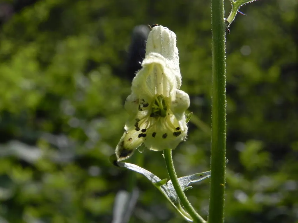 Monkshood (Aconitum Napellus) — Requiring minimal maintenance; this plant pairs well with ferns and astilbes, which complement its preferred, image 74