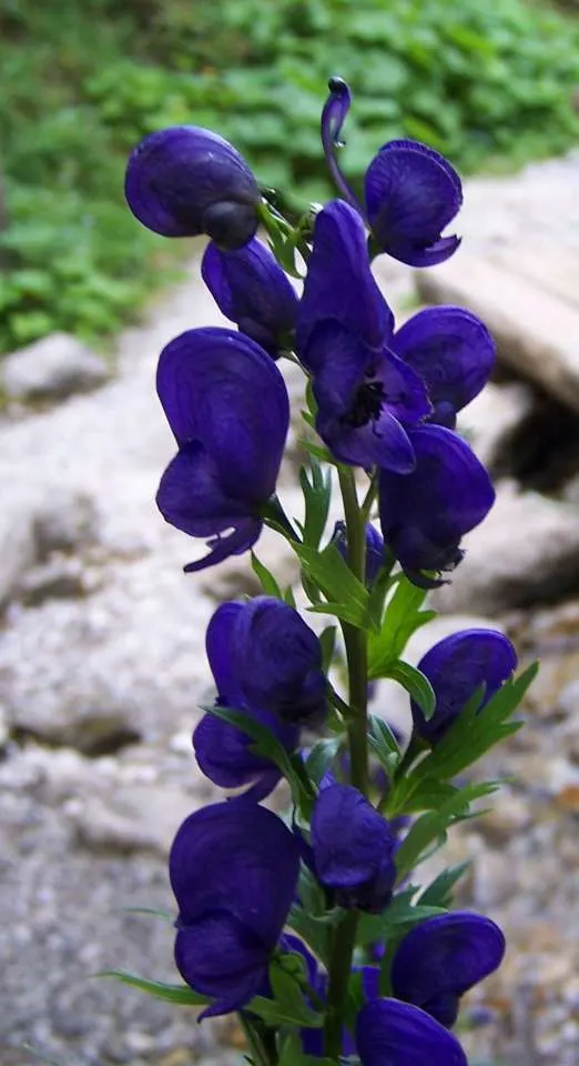 Monkshood (Aconitum Napellus) — perennial for full or half; which will help in preventing powdery mildew, image 78